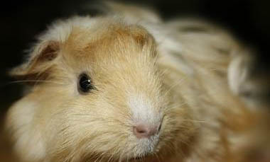 荷蘭豬不吃東西沒有精神怎么辦