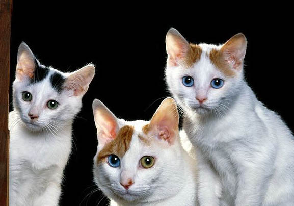 土耳其梵貓乳腺腫瘤如何治