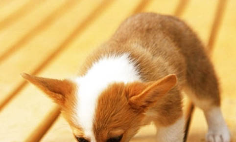 泰迪幼犬怕冷嗎