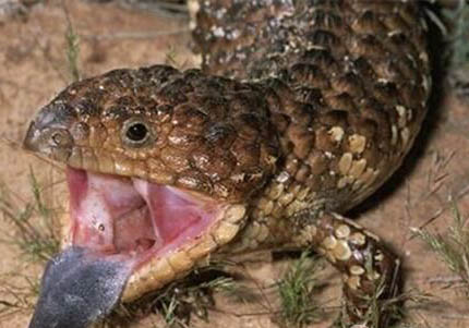 松果蜥多少錢一只