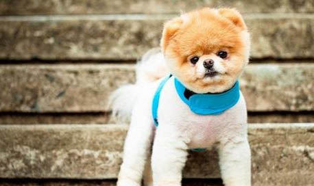 博美犬可以吃什么水果