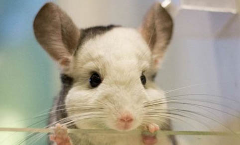 龍貓可以活多久