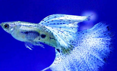 孔雀魚能和金魚混養(yǎng)嗎