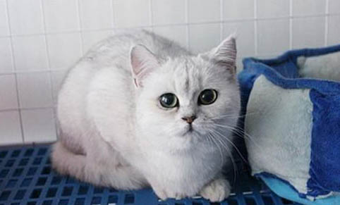 2個月的貓咪飼養攻略
