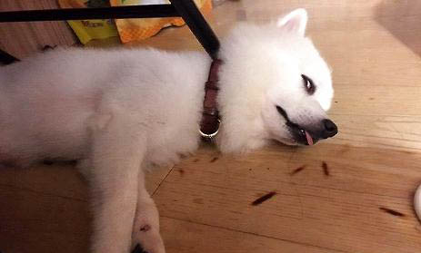 小狗不吃東西嘔吐拉稀嘔吐怎么回事啊