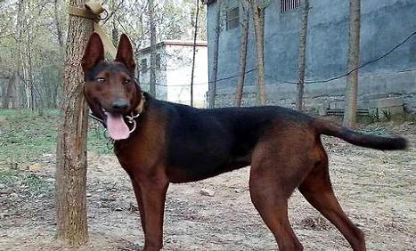 蘇聯(lián)紅犬怎么看純不純？