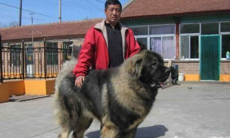 狗狗做絕育手術有哪些壞處？