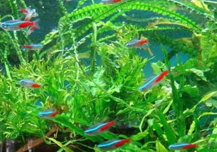 紅綠燈魚餓不死
