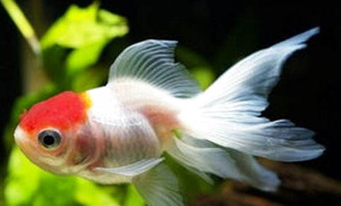 養金魚注意事項有哪些