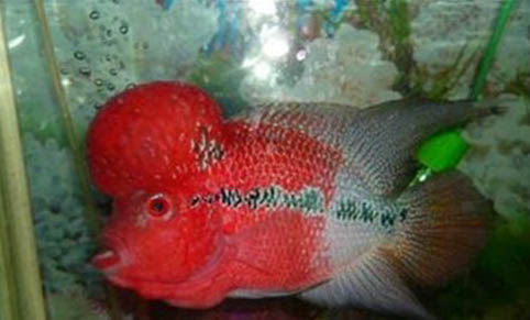 長期釣魚的男人性功能