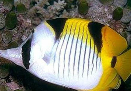 綠蝴蝶水草好養(yǎng)嗎