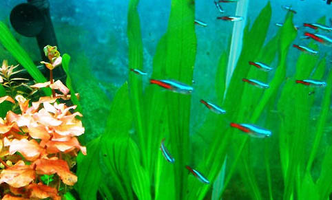 魚缸養魚需要氧氣泵嗎