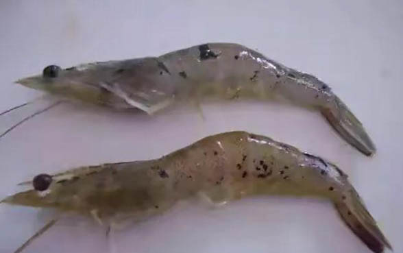 小貓咪可以洗澡嗎?