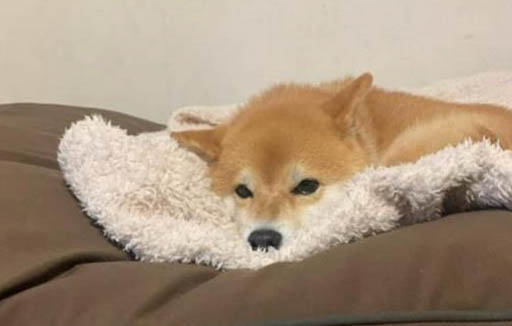狗狗拉血了還有的救嗎?