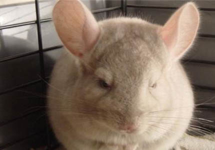 龍貓可以吃的零食