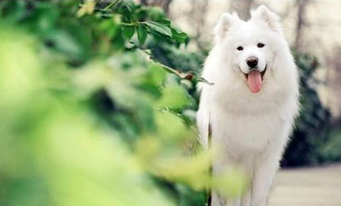 狗狗打完疫苗可以洗澡嗎