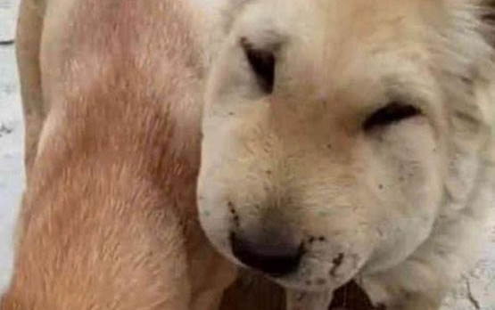 最聰明的狗排名