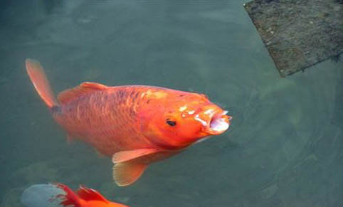 白龍鳳錦鯉魚能長多大