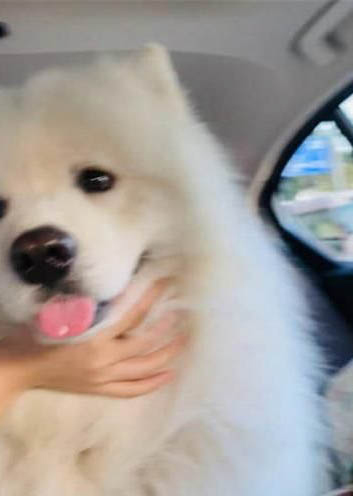 狗狗多大可以用體外驅蟲藥