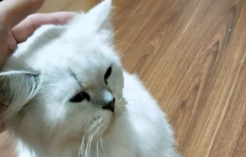 幼貓吃偉嘉貓糧怎么樣