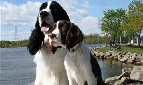 如何選小狗史賓格狗糧