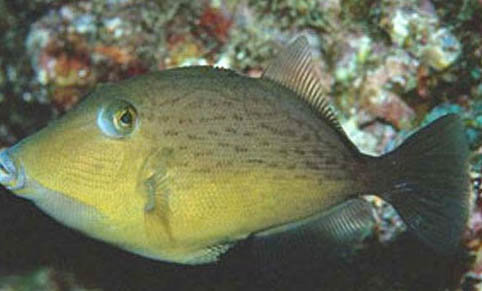 什么風向適合釣魚