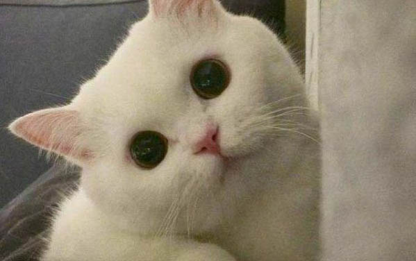 被小貓抓出血了還用打針嗎