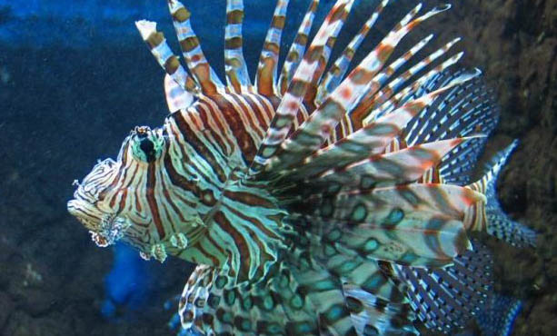 山東獅子貓價(jià)格多少錢一只