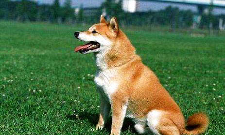 訓練家狗的方法有哪些