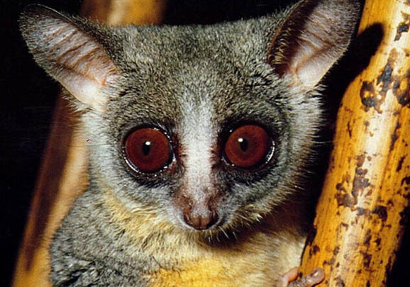 嬰猴中國可以養(yǎng)嗎