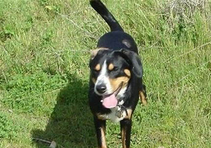 大瑞士山地犬如何訓練