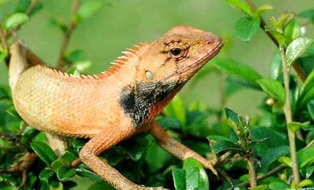 變色龍會(huì)認(rèn)主人嗎?