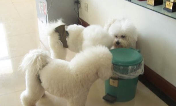 怎么改善狗狗腸胃不好的問題