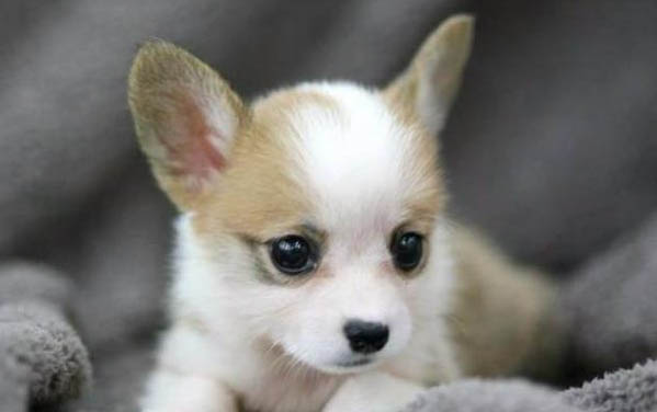 柯基犬愛叫嗎