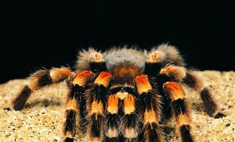 b屬捕鳥蛛有哪些