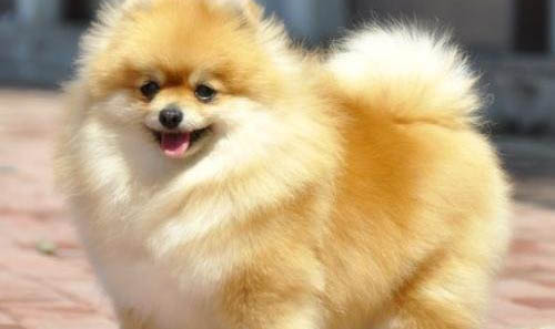 博美犬口吐白沫的原因及處理方法