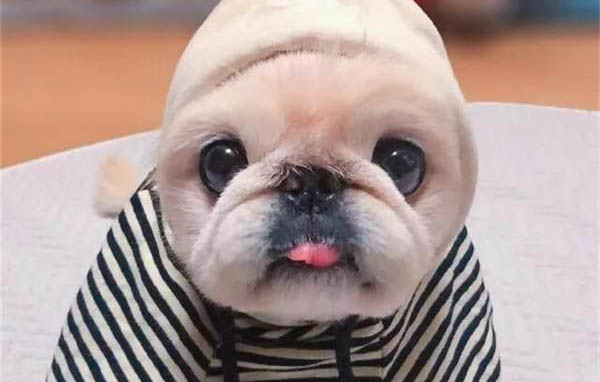 狗狗為什么會(huì)過于活潑