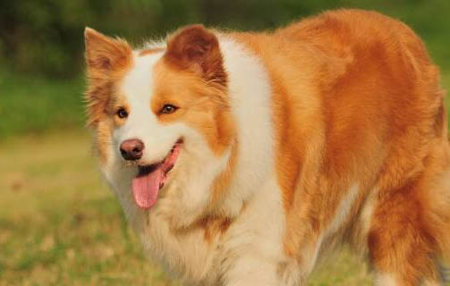中國禁養哪些犬種
