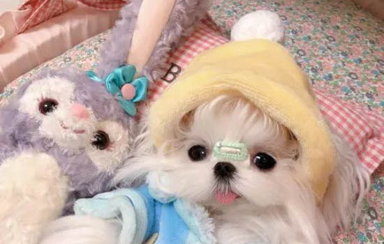 馬爾泰和馬爾濟(jì)斯區(qū)別