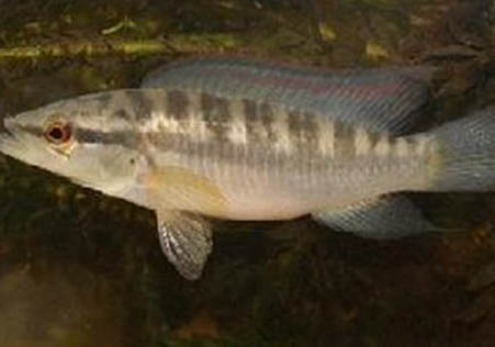 茅尖魚(yú)疾病的原因