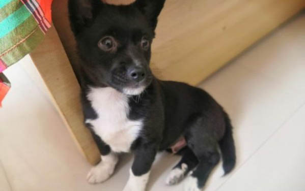 狗狗能吃貓罐頭嗎