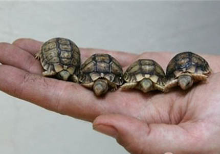 埃及貓能活多長時間