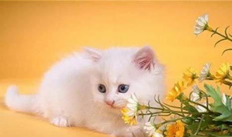 波斯貓為什么會(huì)流眼淚?如何處理和注意事項(xiàng)