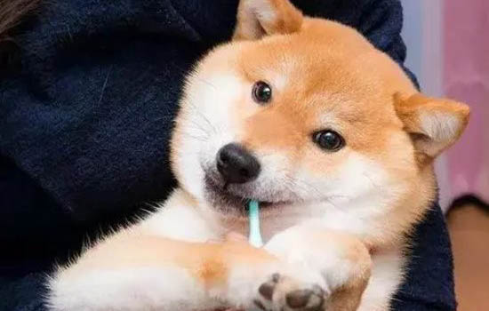 狗狗毛打結很嚴重怎么辦