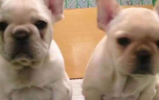 斗牛犬怎么訓練