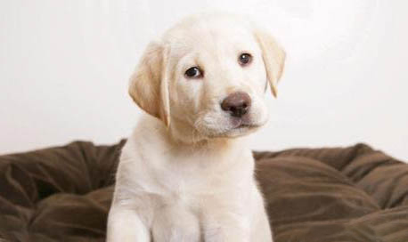 幼犬冠狀病的初期征兆有哪些
