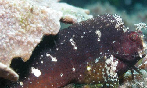 玉面皇冠魚好養嗎