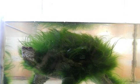 綠毛龜對龜有害么?