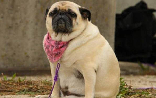 八哥犬怎么訓練