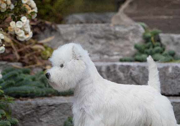 如何判斷西高地白梗身體健康